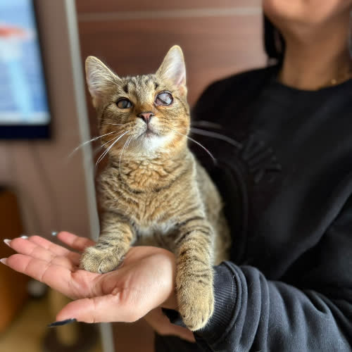 Koty ze schroniska do adopcji Julek
