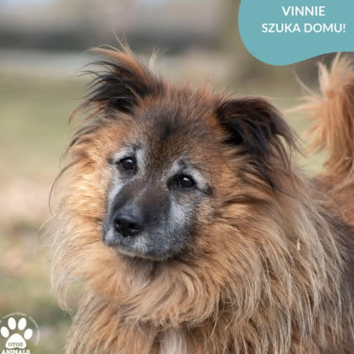 Psy ze schroniska do adopcji VINNIE