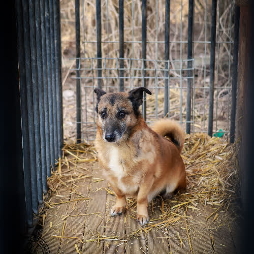 Psy ze schroniska do adopcji Kicyk