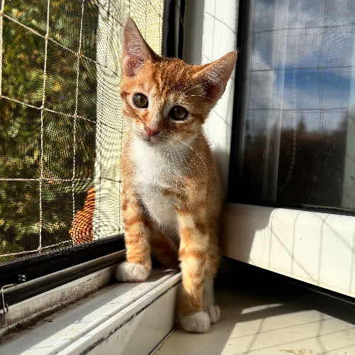 Figaro