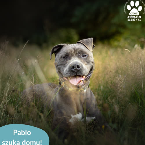 Psy ze schroniska do adopcji Pablo