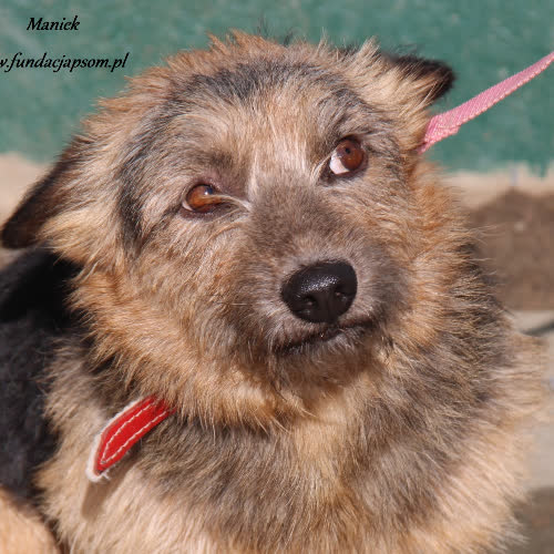 Psy ze schroniska do adopcji Maniek