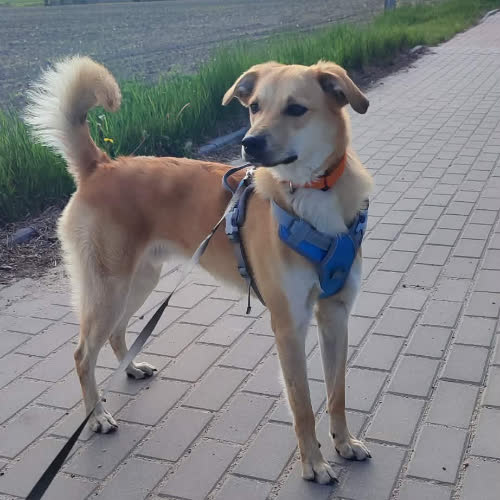 Psy ze schroniska do adopcji Skubi