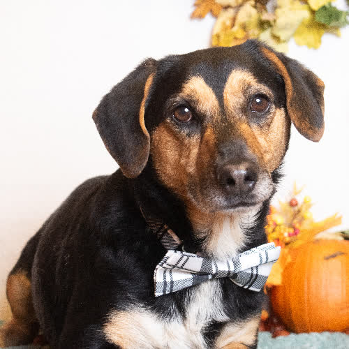 Psy ze schroniska do adopcji Frykas