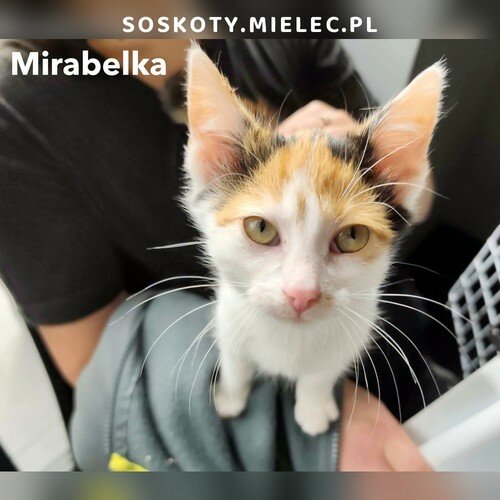 Mirabelka