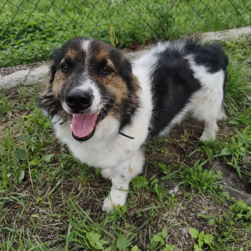 Psy ze schroniska do adopcji Maksio