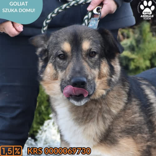 Psy ze schroniska do adopcji GOLIAT