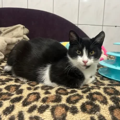 Koty ze schroniska do adopcji Norek