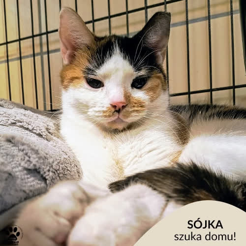 Koty ze schroniska do adopcji Sójka