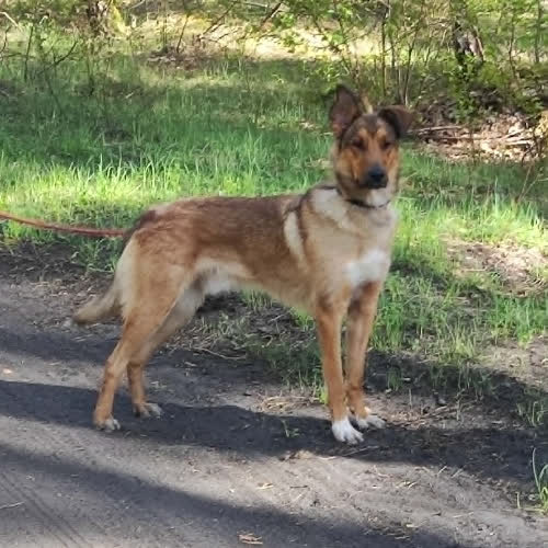 Psy ze schroniska do adopcji RUMEK