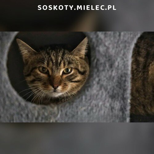 Koty ze schroniska do adopcji Lord