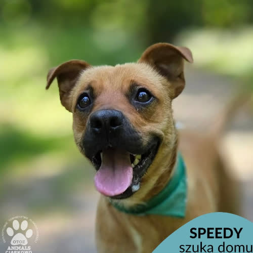 Speedy