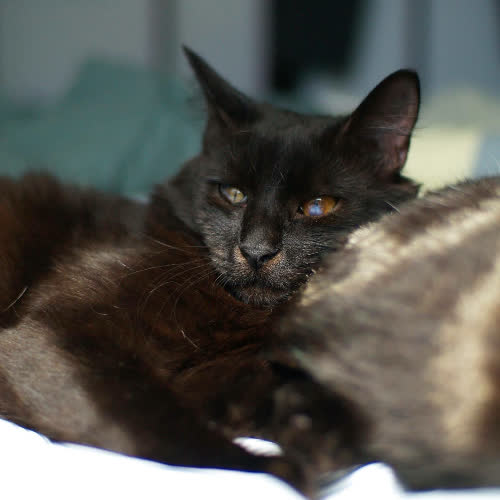 Onyx