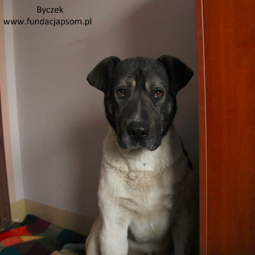 Psy ze schroniska do adopcji Byczek