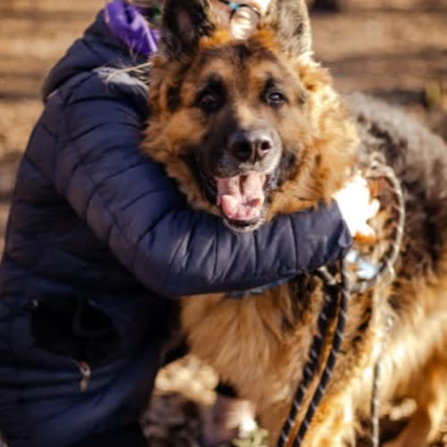 Psy ze schroniska do adopcji Bruno