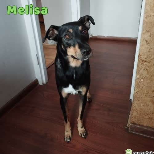 Psy ze schroniska do adopcji Melisa