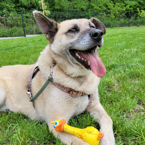 Psy ze schroniska do adopcji SuperDog_Dżambo 