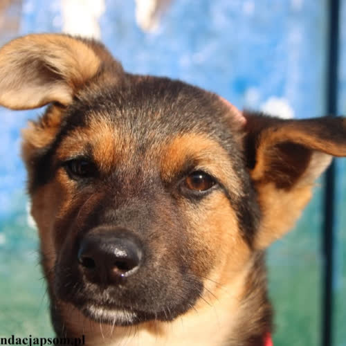 Psy ze schroniska do adopcji Portos