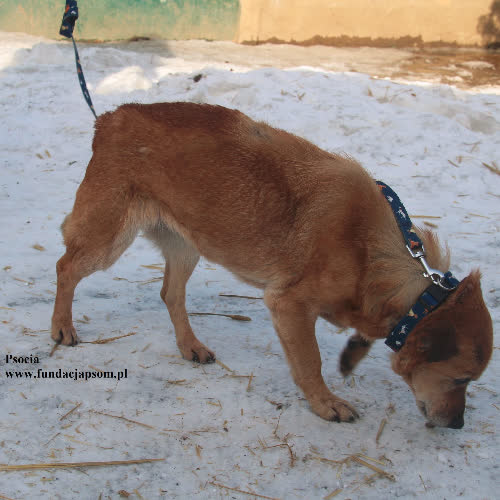 Psy ze schroniska do adopcji Psocia