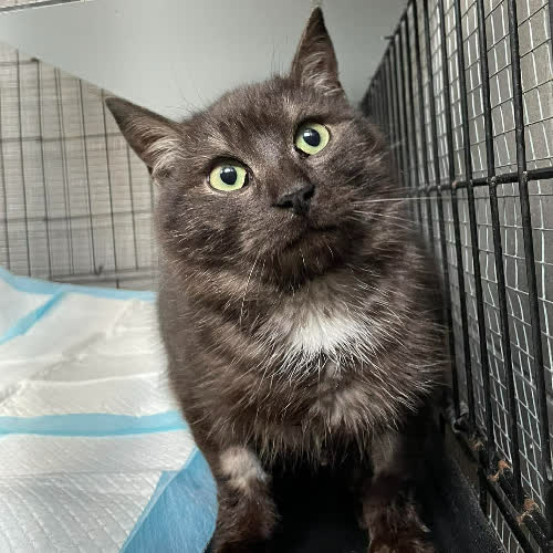 Koty ze schroniska do adopcji B11