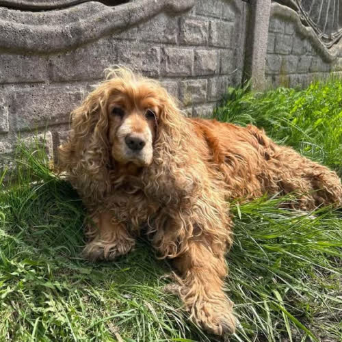 Spaniel Dynia 