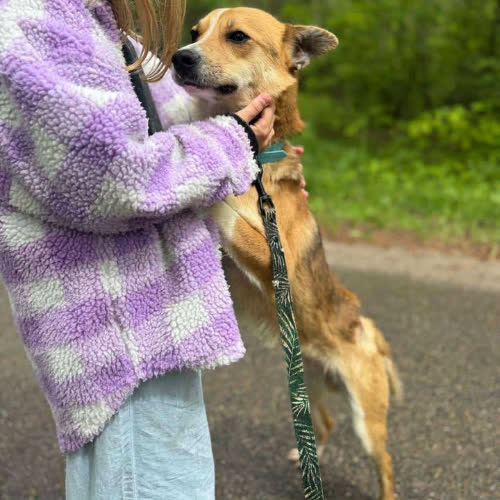 Psy ze schroniska do adopcji Gazik