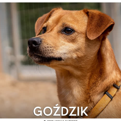 GOŹDZIK