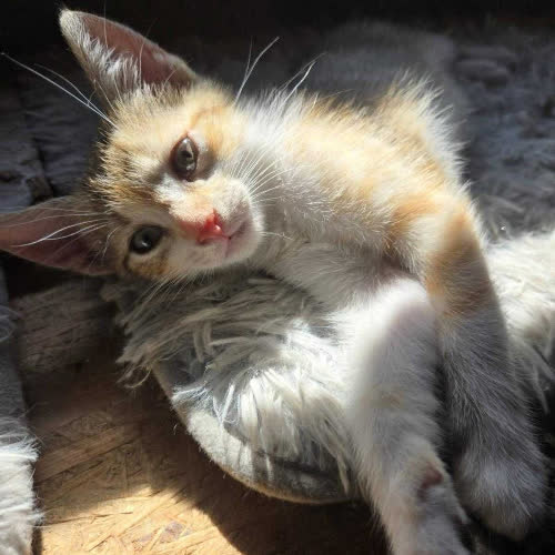 Koty ze schroniska do adopcji Sabinka