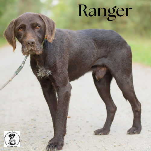 Psy ze schroniska do adopcji Ranger