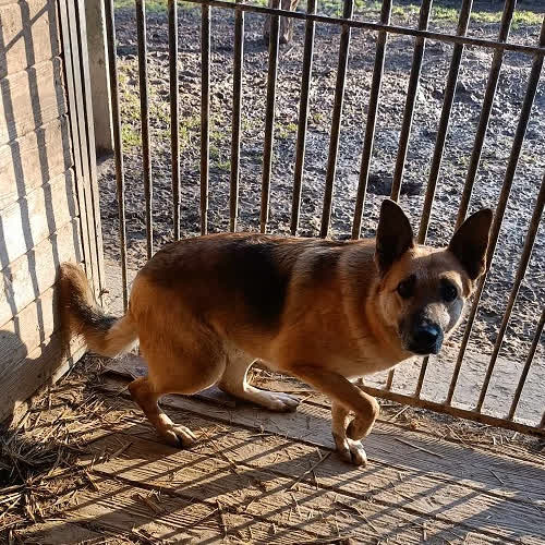 Psy ze schroniska do adopcji Afina