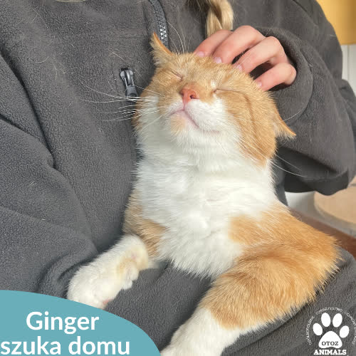 Koty ze schroniska do adopcji Ginger