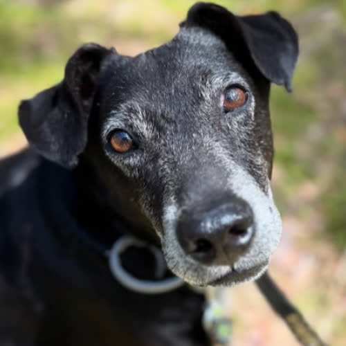 Psy ze schroniska do adopcji Pluto 