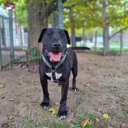 Psy ze schroniska do adopcji Wigor