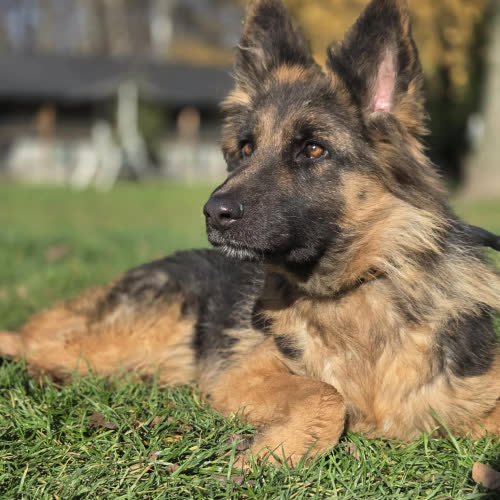 Psy ze schroniska do adopcji Veni owczarek