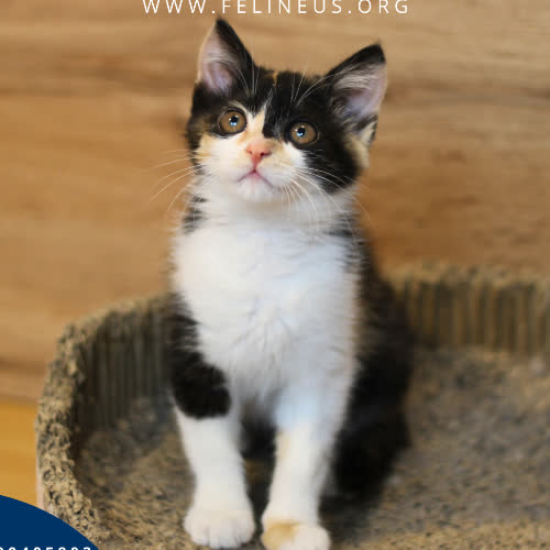 Koty ze schroniska do adopcji Aisza
