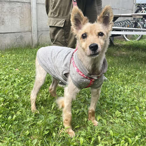 Psy ze schroniska do adopcji Njord