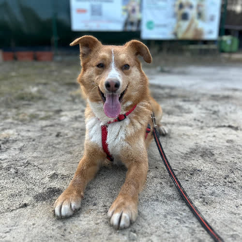 Psy ze schroniska do adopcji Dino