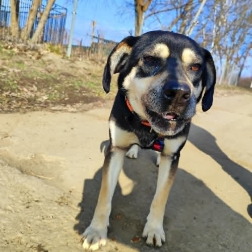 Psy ze schroniska do adopcji Hugo