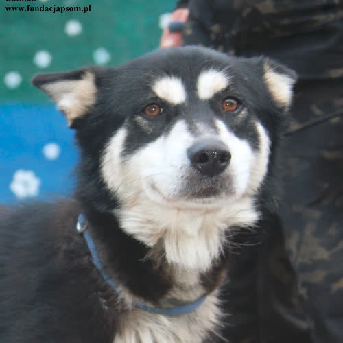 Psy ze schroniska do adopcji Batman