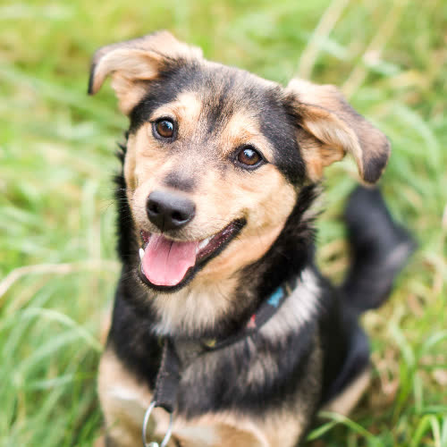 Psy ze schroniska do adopcji Jody