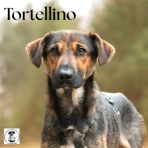 Psy ze schroniska do adopcji Tortellino