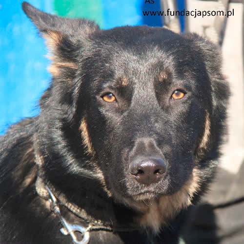 Psy ze schroniska do adopcji As