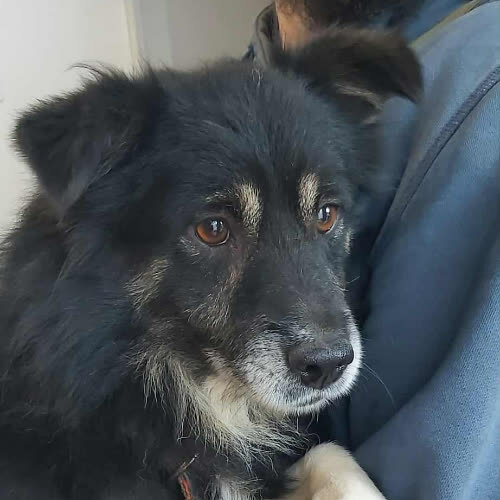 Psy ze schroniska do adopcji Tymek