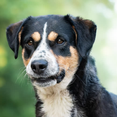 Psy ze schroniska do adopcji Pojętny LOVER