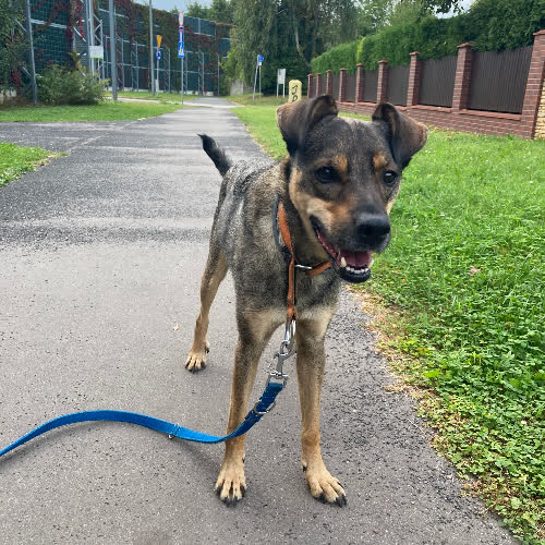 Psy ze schroniska do adopcji Bruno