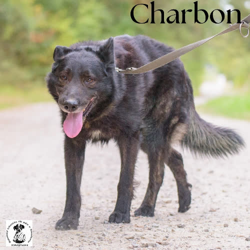 Psy ze schroniska do adopcji łagodny misio CHARBON 