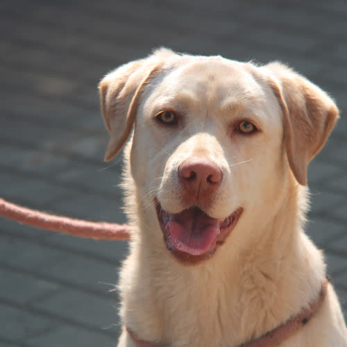 Psy ze schroniska do adopcji Zoja