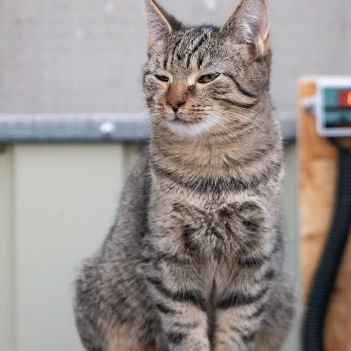 Koty ze schroniska do adopcji Kociak jasniejszy 