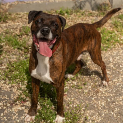 Psy ze schroniska do adopcji Drako