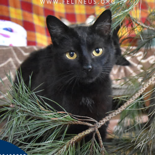 Koty ze schroniska do adopcji Smoluś